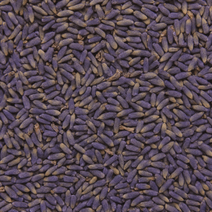 FLORES DE LAVANDA