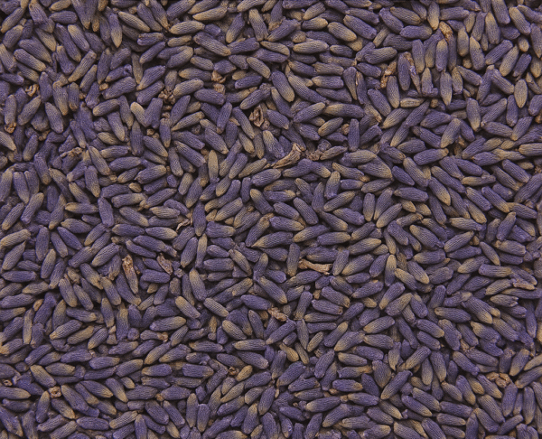 FLORES DE LAVANDA