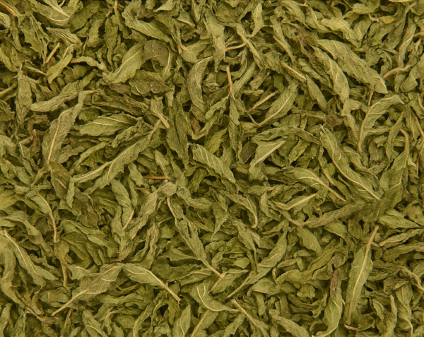 MENTA BLANCA