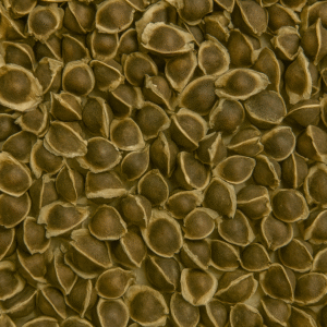 MORINGA