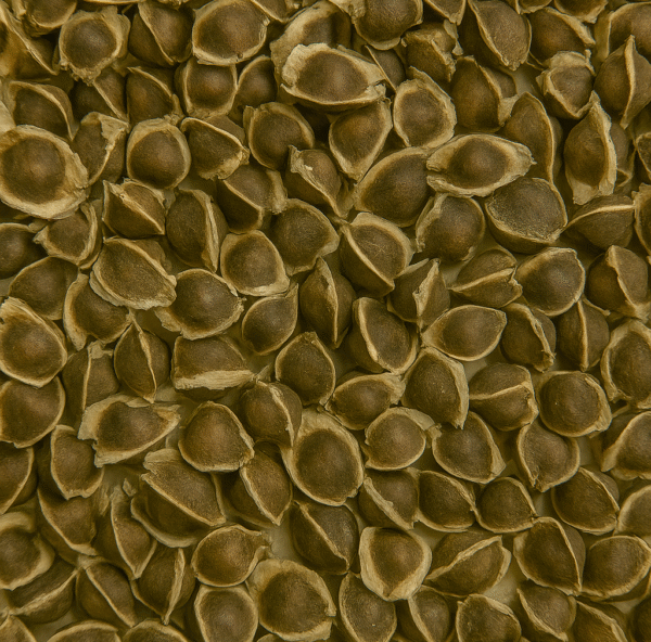 MORINGA