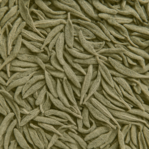 SALVIA