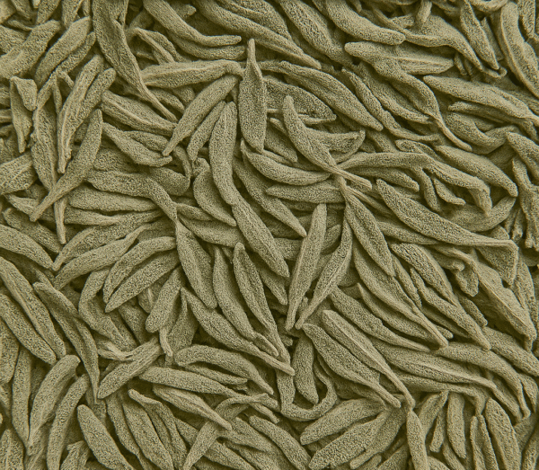 SALVIA